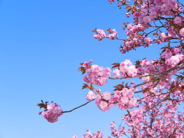 Üzerinde bir sürü pembe çiçek olan bir ağaç. Sakura Berlin, Almanya.