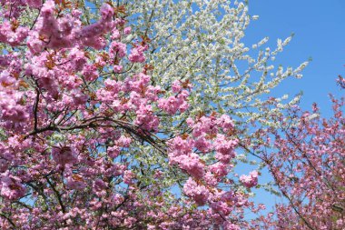 Üzerinde bir sürü pembe çiçek olan bir ağaç. Sakura Berlin, Almanya 'da çiçek açtı.