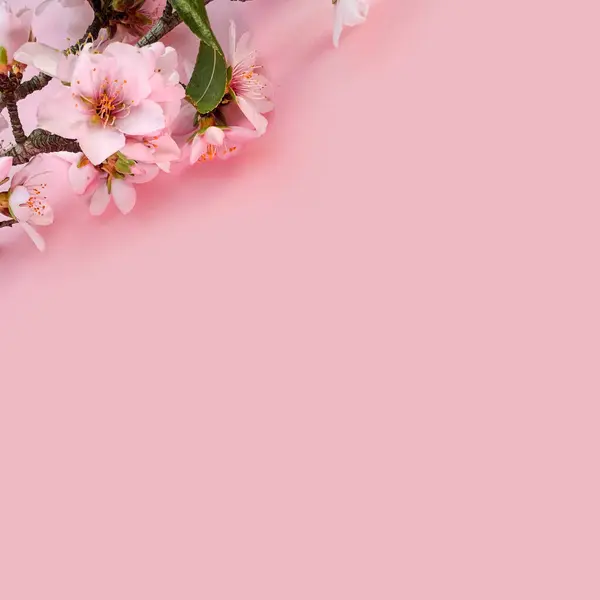 Blühende Mandelblüten Auf Rosa Papierhintergrund Quadratische Komposition Kopierraum — Stockfoto