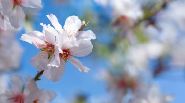 A detailed view of white flowers growing on the branches of a tree, showcasing their delicate petals and intricate structure. Almond flowers outdoors. clipart