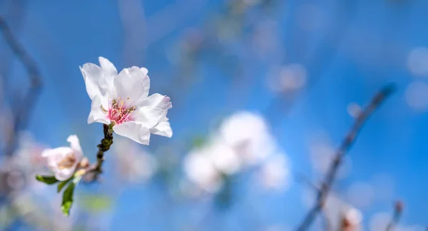 A detailed view of a flower on a tree branch, showcasing its color, texture, and intricate details. Almond flowers outdoors.