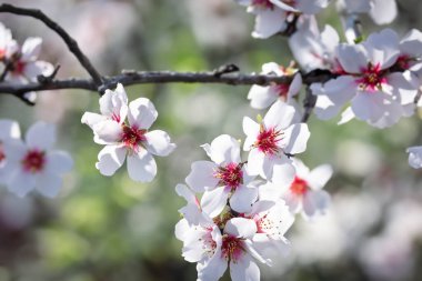 Yeşil yaprakların arasında beyaz ve kırmızı çiçekleri net bir şekilde gösteren bir ağacın detaylı görüntüsü. Badem çiçekleri açık havada.
