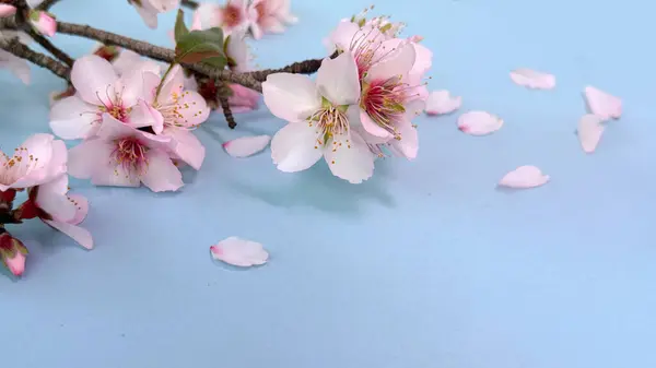 Blue Background Blossoming Almond Flowers Copy Space Your Short Message — Stock Photo, Image