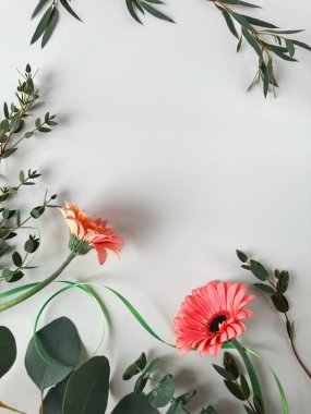 Pembe Gerbera çiçekleriyle beyaz arka plan, okaliptüs, çeşitli yemyeşil dallar, tepeden görüş..