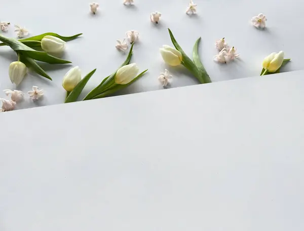 White Sheet Paper Surrounded White Spring Flowers Fresh Tulips Banner — Stock Photo, Image