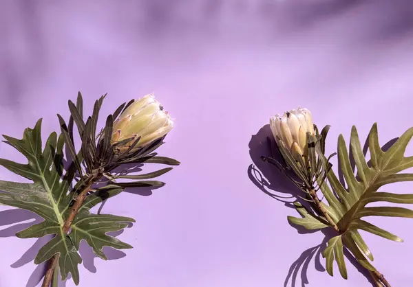 Protea Cynaroides Also Called King Protea Flowers Colored Purple Paper — Stock Photo, Image
