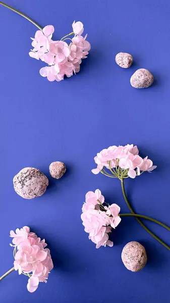 Elegáns Rózsaszín Hortensia Természetes Kövek Élénk Kék Háttér Stock Fotó