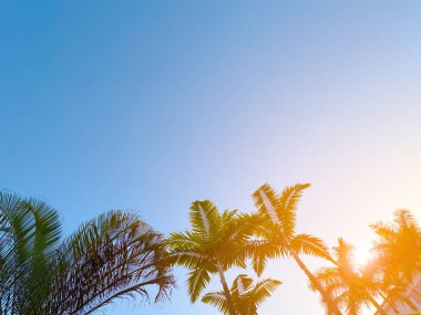 Palm trees silhouetted against a clear, blue sky with warm, glowing sunlight. perfect for summer-themed designs, travel promotions, vacation brochures, or relaxation posters.
