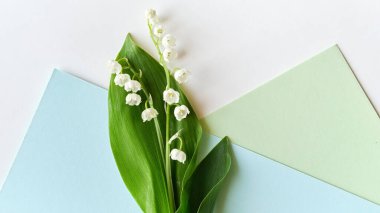 Pastel mavi ve yeşil geometrik arkaplan üzerine yerleştirilmiş canlı yeşil yapraklı, narin çiçekleri yakından çekerek taze ve minimal bir kompozisyon oluşturur..