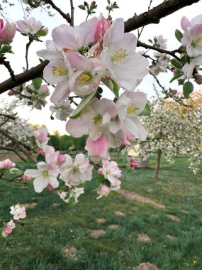 Narin pembe ve beyaz çiçeklerle süslenmiş elma ağacı dallarının yakın görüntüsü. Arka planda, dağınık ağaçlar ve sakin bir atmosferi olan yemyeşil bir meyve bahçesi yer alıyor..
