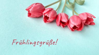 Açık mavi bir yüzeye yerleştirilmiş beş pembe lale. Almanca 