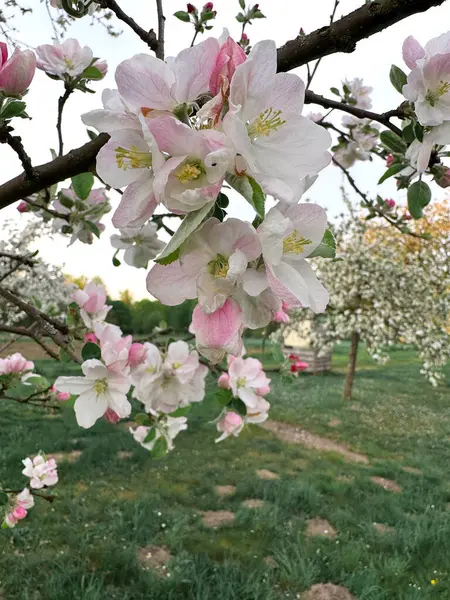 Narin pembe ve beyaz çiçeklerle süslenmiş elma ağacı dallarının yakın görüntüsü. Arka planda, dağınık ağaçlar ve sakin bir atmosferi olan yemyeşil bir meyve bahçesi yer alıyor..