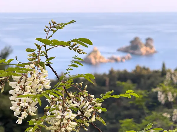Adriyatik Denizi 'nin manzaralı arkaplanı ve küçük kayalık adaları olan bir dalda beyaz akasya çiçeklerinin yakın çekimi. Karadağ 'da bir sahil yolunda ele geçirildi. Petrovac, Katic Adaları ve Sveta Nedjelja.