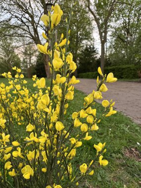 Ağaçları ve arka planında asfalt bir yol olan yemyeşil bir parka karşı tam çiçeklenmiş canlı sarı süpürge çiçekleri yakın plan. İlkbahar manzarası.