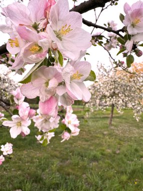İlkbaharda çiçek açan yemyeşil bir meyve bahçesi ile çevrili, bir ağaç dalındaki narin pembe ve beyaz elma çiçeklerinin yakın görüntüsü.
