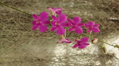 Beautiful natural orchid flowers and branches in nature 