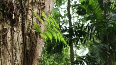 Fresh fern branches and leaves in natural environment