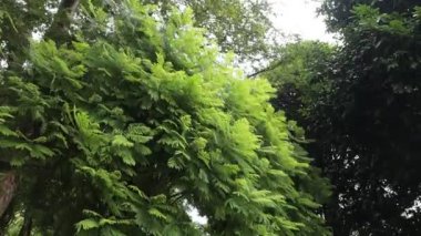 Green Leaves and branches in waving and moving in natural breeze