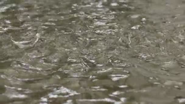 Slow Motion Water Drops Falling Rain Water Puddle — Wideo stockowe