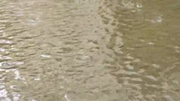 Slow Motion Water Drops Falling Rain Water Puddle — Wideo stockowe