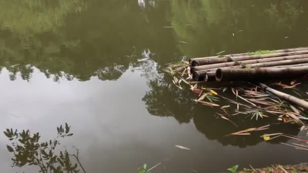 Polluted River Swamp Area Sri Lanka — Video