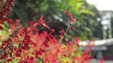 Flowers and green leafs in nature waving slowly in natural wind Shot on Peradeniya botanical gardens in Kandy city in Sri Lanka