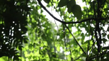 Green Leaves and branches in waving and moving in natural breeze