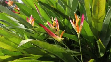 Beautiful natural Bird of paradise flower in nature in a Botanical Park in Sri Lanka