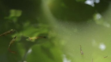 Su ve bitkilerle dolu doğal gölet