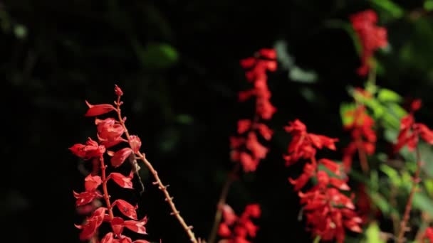 Flowers Green Leafs Nature Waving Slowly Natural Wind Shot Peradeniya — Vídeos de Stock