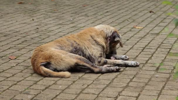 Hasta Bir Sokak Köpeği Parkta Yatıyor — Stok video