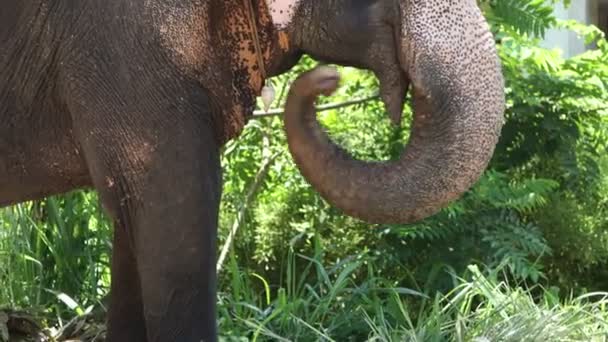 Real Sri Lankan Elephant Field Traditional Perahara Season Kandy Sri — Video