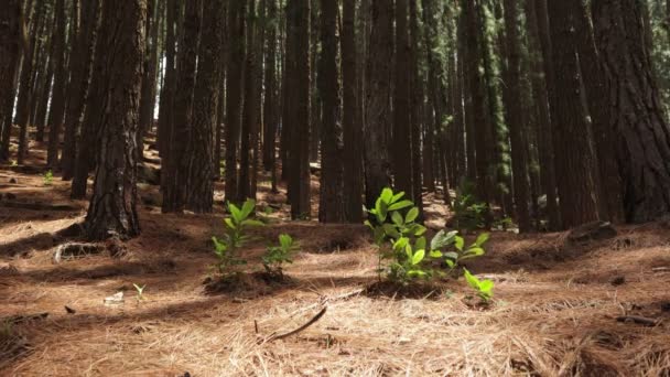 Panning Shot Pine Woods Tree Trunks Sri Lankan Forest — Vídeo de Stock