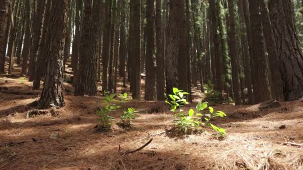 Panning Shot Pine Woods Tree Trunks Sri Lankan Forest — Vídeos de Stock