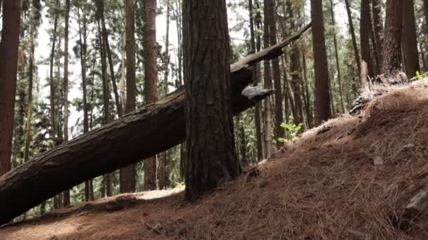 Panning Shot Pine Woods Tree Trunks Sri Lankan Forest — 비디오