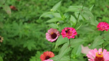Flowers and green leafs in nature waving slowly in natural wind Shot on Peradeniya botanical gardens in Kandy city in Sri Lanka