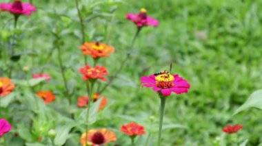 Flowers and green leafs in nature waving slowly in natural wind Shot on Peradeniya botanical gardens in Kandy city in Sri Lanka