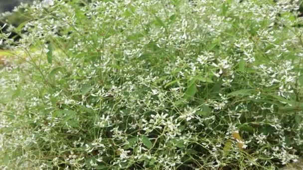 Цветы Зеленые Листья Природе Медленно Машут Естественным Ветром Выстрел Peradeniya — стоковое видео