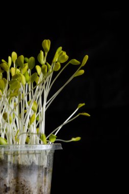 Mikroçimler. Siyah üzerine keten tohumu serpiştirilmiş.