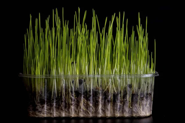 Microgreens. Sprouted grains of wheat on black.