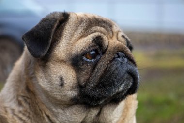 Gray pug dog selective focus.