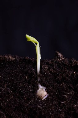 A young shoot of green peas in the soil with roots