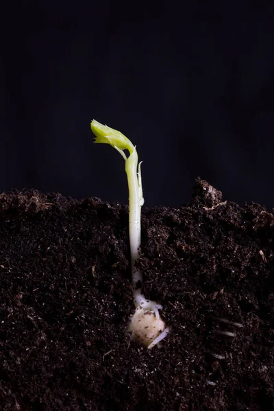 A young shoot of green peas in the soil with roots