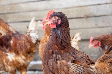 Red chickens on the snowy ground