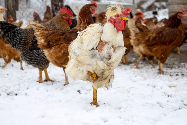 Red chickens on the snowy ground