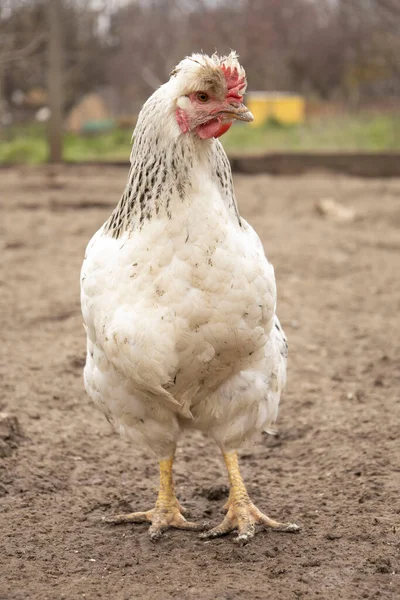 Ayam Merah Domestik Alam — Stok Foto