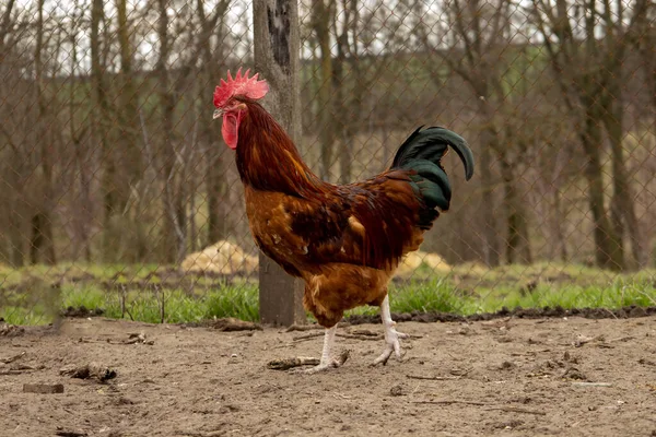 Ayam Jantan Berwarna Merah Unggas — Stok Foto