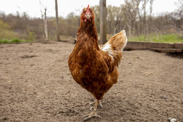 Doğada Yerli Kırmızı Tavuklar — Stok fotoğraf