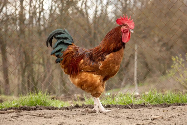 Ayam Jantan Berwarna Merah Unggas — Stok Foto