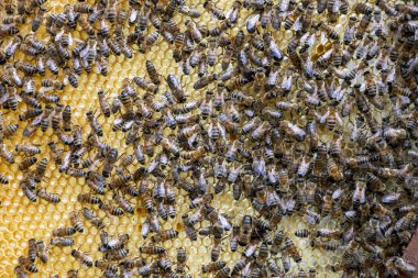 Ballı bal peteği üzerinde arılar.